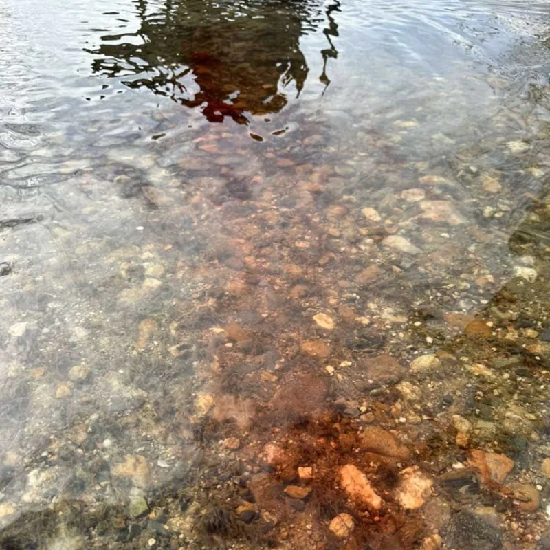 Пушеща добавка CHAMPION FEED Smoke 125 ml