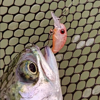 Воблер JACKALL Micro PaniCra MR-SS 20mm 1g Slow Sinking