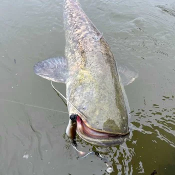 Силиконова примамка BLACK CAT Mega Curl Tail 22cm 29g