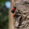 Комплект за Zig Rig монтаж FOX Edges Zig Aligna Kit