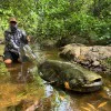 Въдица за сом DELPHIN Energy Catfish 310cm 500g