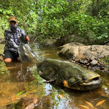Въдица за сом DELPHIN Energy Catfish 310cm 500g