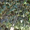 Мач въдица DRENNAN Acolyte Plus Float 11ft