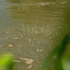 Пелет ваглер NYTRO Ghosty Pellet Waggler