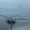 Шок лидер от плетено влакно GURU Pulse 9 Shock Leader Braid 100m