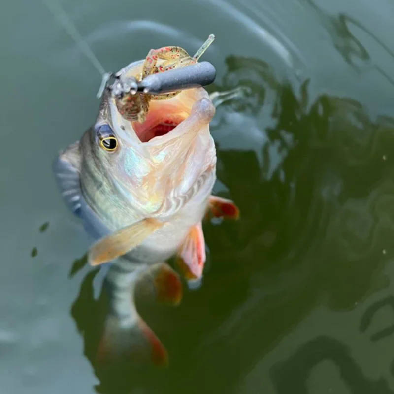 Силиконова примамка FISHUP Karida 2 inch