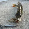 Силиконова примамка FISHUP Karida 2 inch