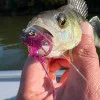 Силиконова примамка FISHUP Karida 2 inch