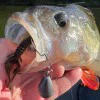 Силиконова примамка FISHUP Karida 2 inch