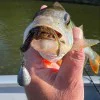Силиконова примамка FISHUP Karida 2 inch