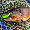 Силиконова примамка FISHUP Tanta 2.5 inch - Mix Colors