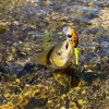 Воблер LAST CAST Pop Tail 30mm 2.6g Floating