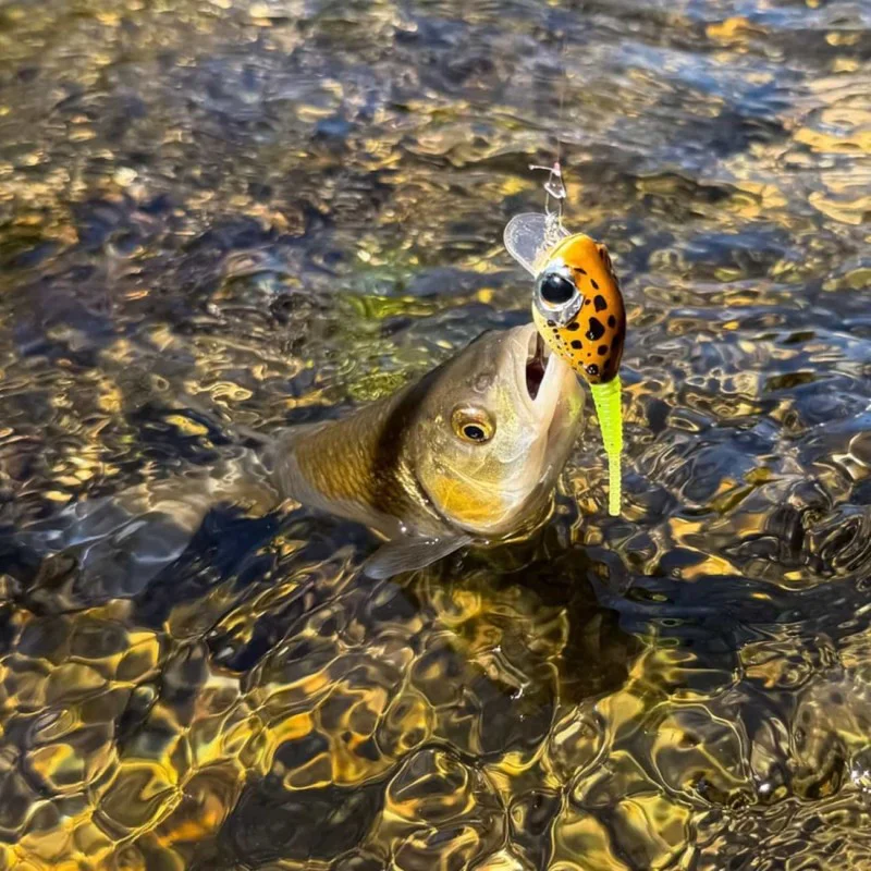 Воблер LAST CAST Pop Tail 30mm 2.6g Floating