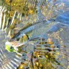 Воблер LAST CAST Pop Tail 30mm 2.6g Floating