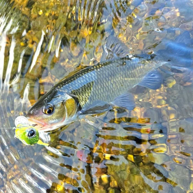 Воблер LAST CAST Pop Tail 30mm 2.6g Floating