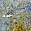 Воблер LAST CAST Pop Tail 30mm 2.6g Floating