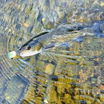 Воблер LAST CAST Pop Tail 30mm 2.6g Floating