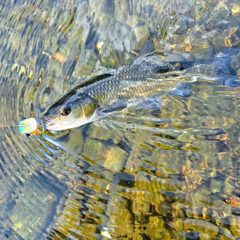 Воблер LAST CAST Pop Tail 30mm 2.6g Floating