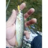 Воблер ALEKSIEV HANDMADE Trout Killer - 4cm 1.7g Sinking