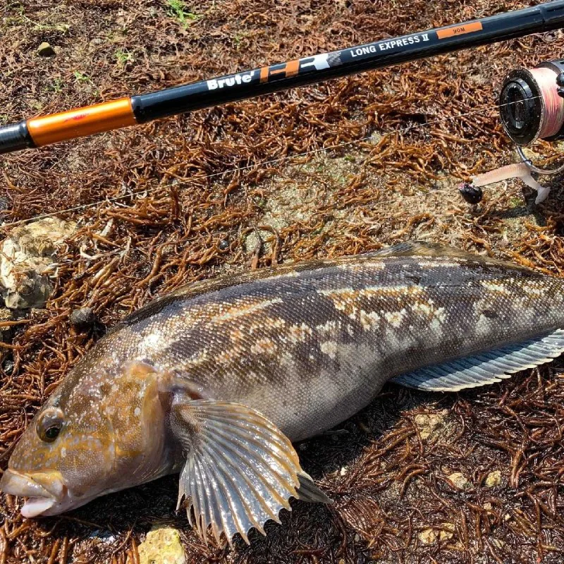 Спининг въдица APIA Brute HR - Long Express II - 90M