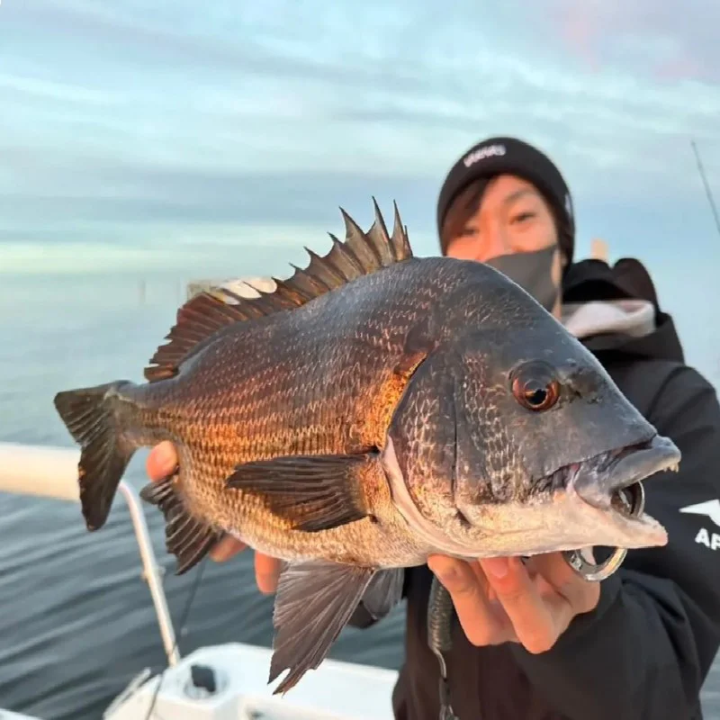 Спининг въдица APIA Grandage Brute Belle Epoque S86M