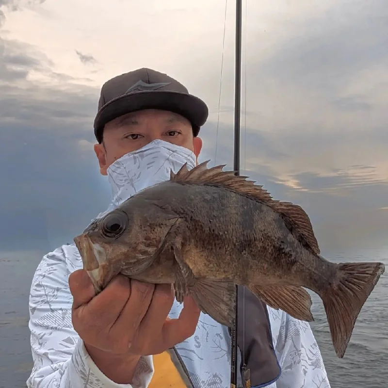 Спининг въдица APIA Grandage Legacy Brilliant S68MLT