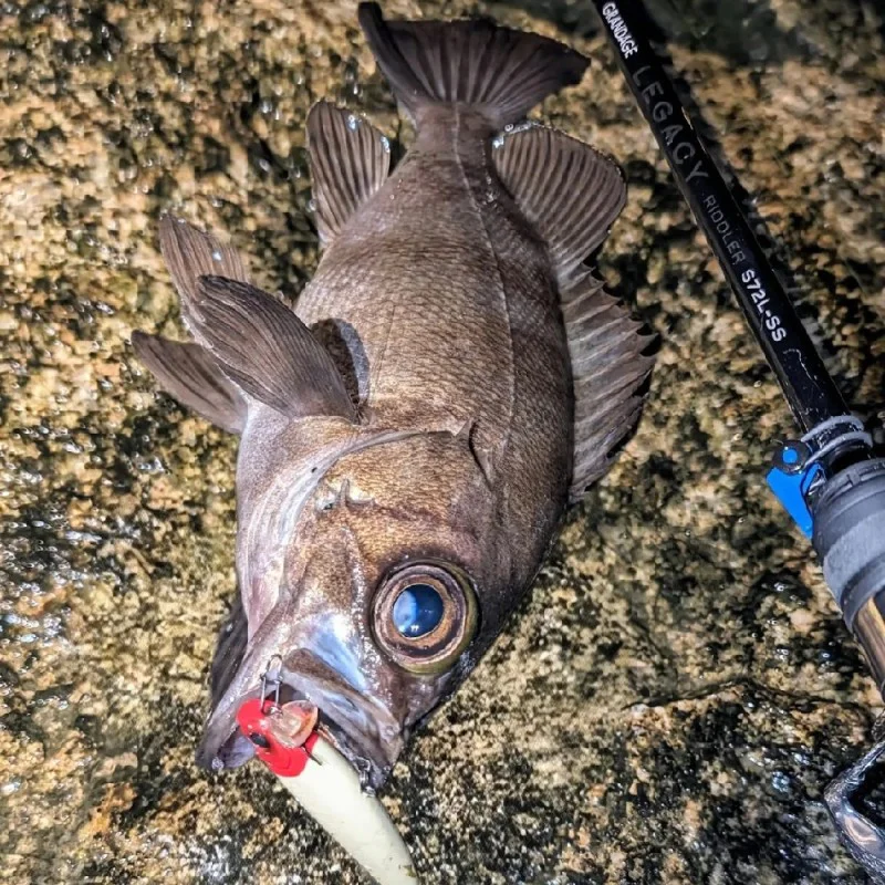 Спининг въдица APIA Grandage Legacy Riddler S72L-SS