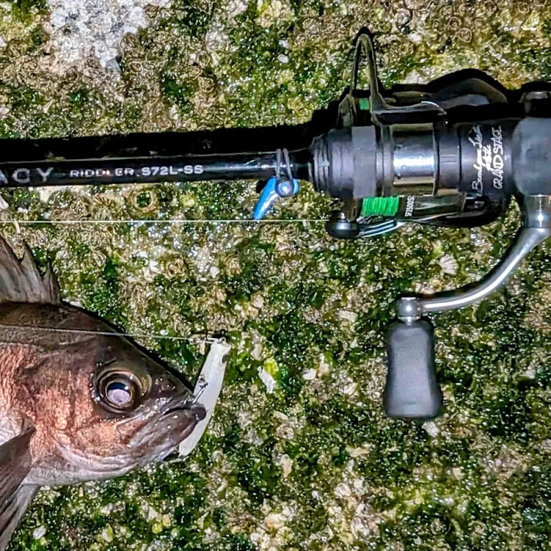 Спининг въдица APIA Grandage Legacy Riddler S72L-SS