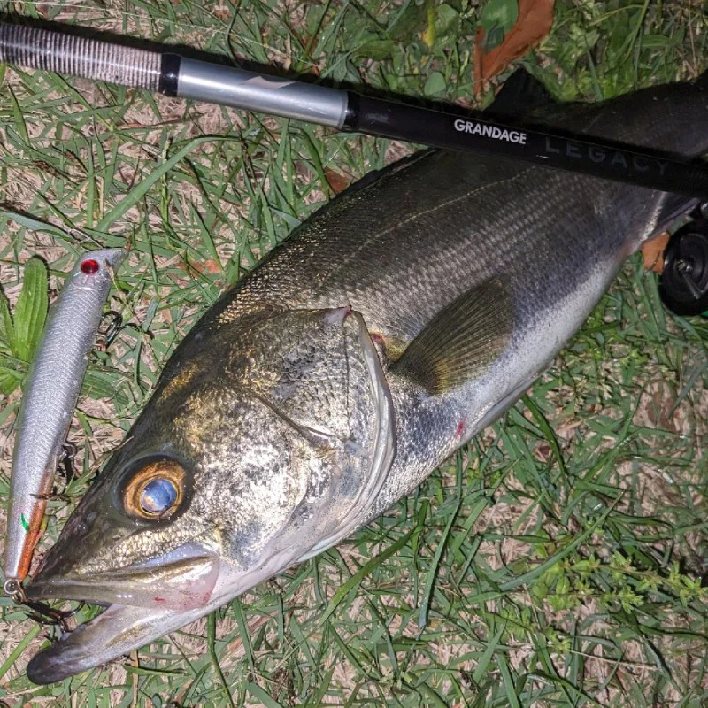 Спининг въдица APIA Grandage Legacy Universal - S77MT