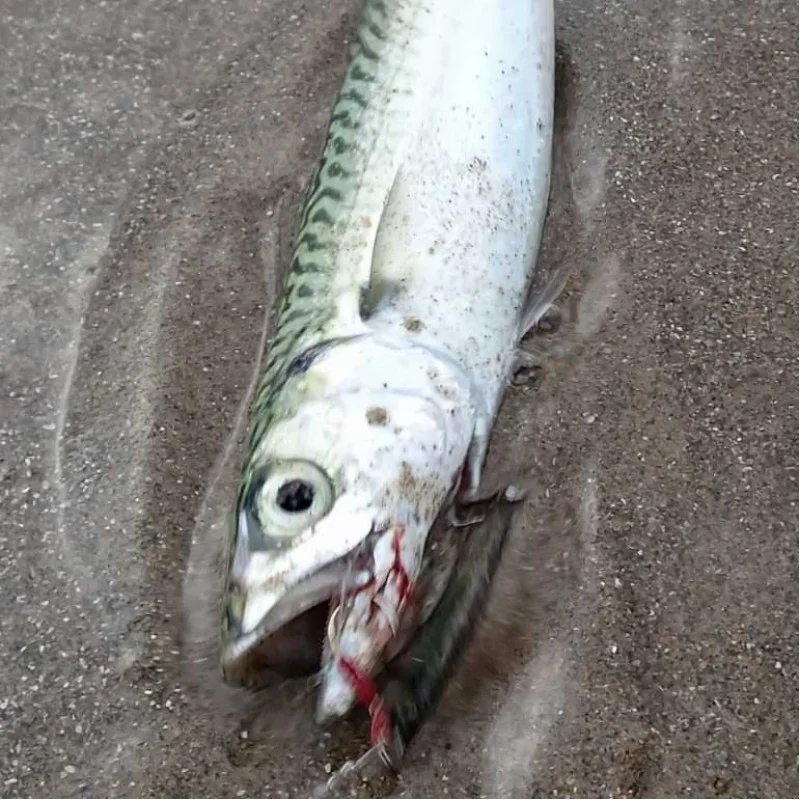 Джиг APIA Seiryu Bits 3g