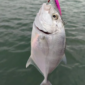 Джиг APIA Seiryu Bits 10g