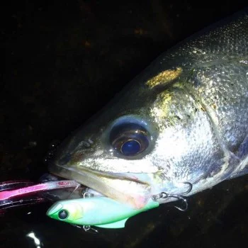 Цикада APIA Bit V 26g