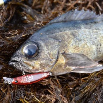 Воблер APIA Dover 46 Slow Sinking 2.3g