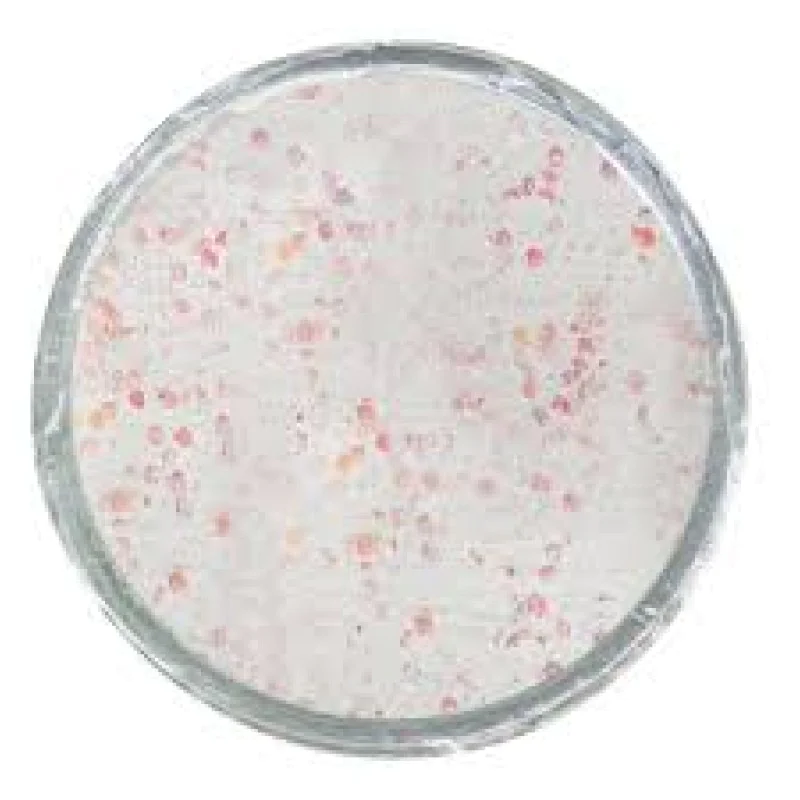 Плуваща паста за пъстърва BERKLEY Glow in the Dark Trout Bait White Glow 50g