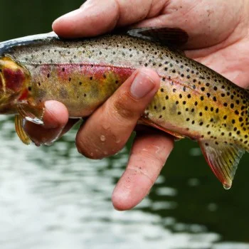 Силиконова примамка BERKLEY Powerbait Sparkle Honey Worms