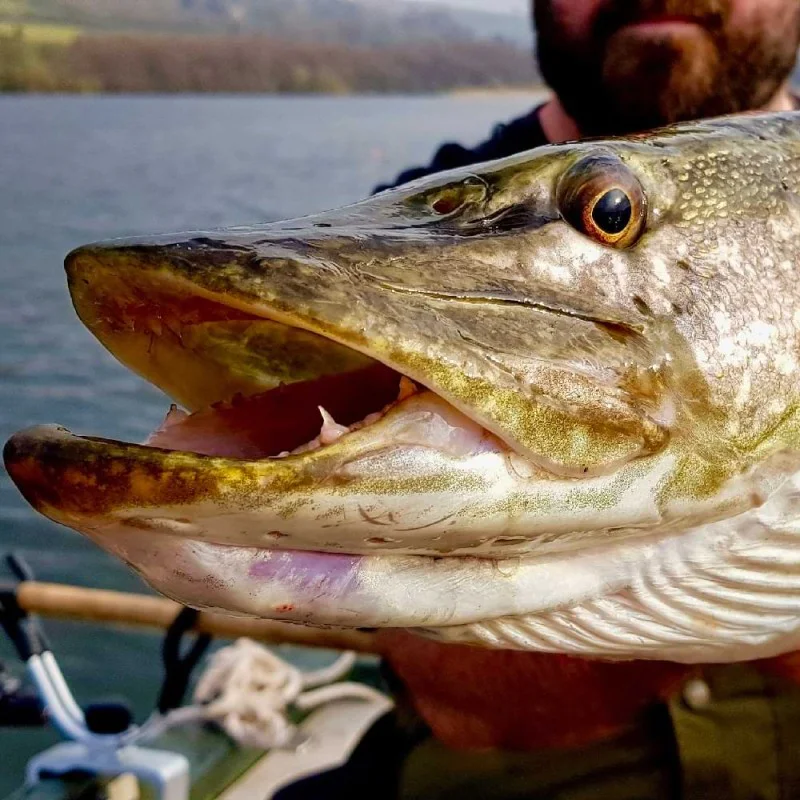 Силиконова примамка BERKLEY Powerbait Pulse Shad 14cm