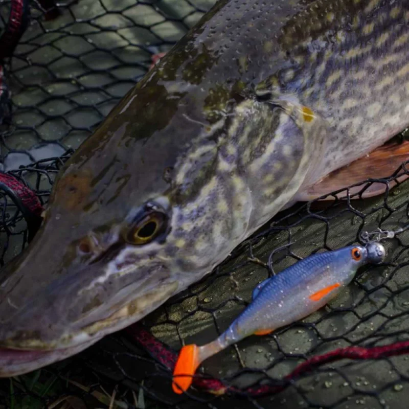 Силиконова примамка BERKLEY Pulse Realistic Roach 7cm