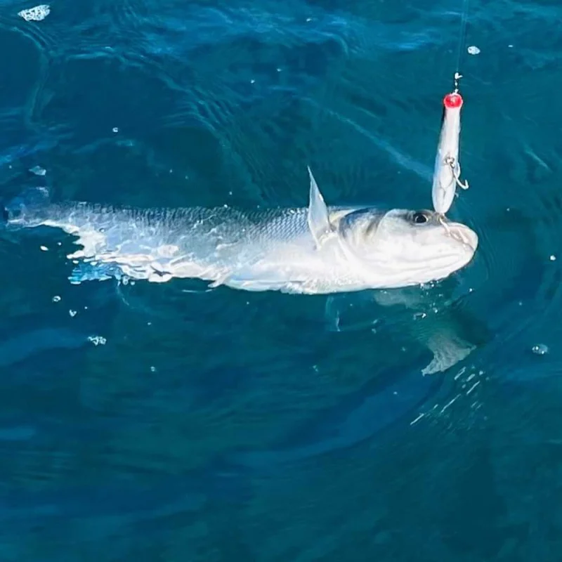 Воблер BERKLEY DEX Strider 90mm 9g Floating