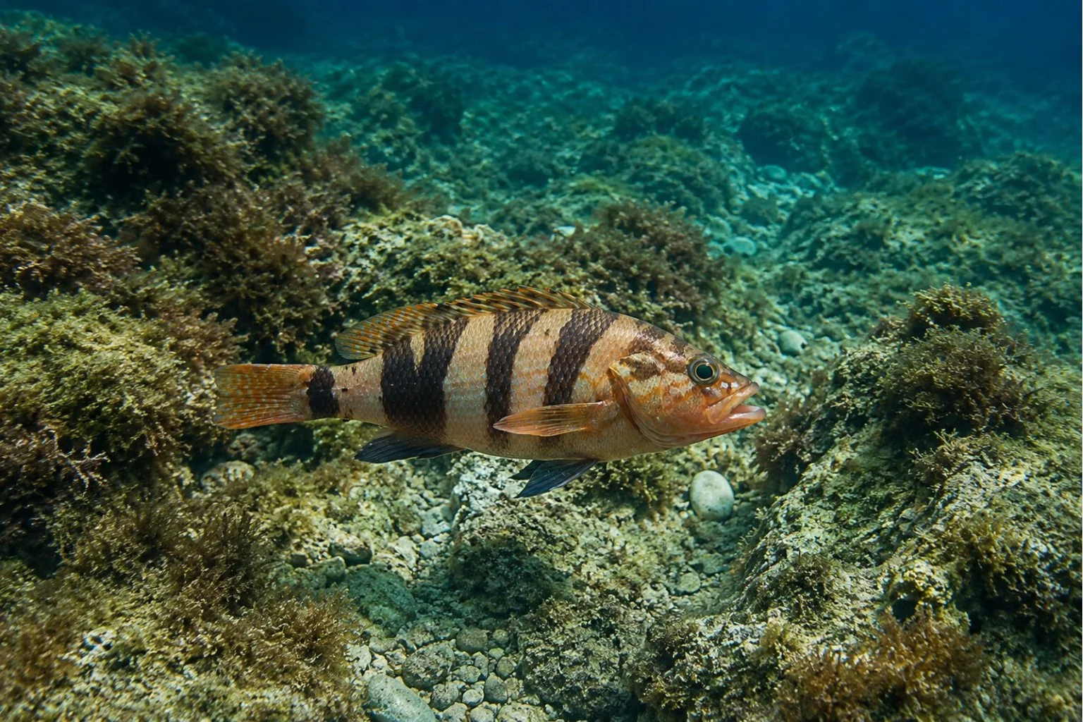 Морски костур