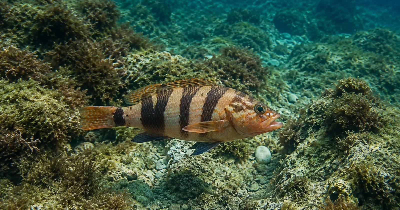 Морски костур