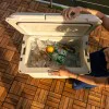 Хладилна чанта COLEMAN Pro Series 45QT Chest Cooler Box