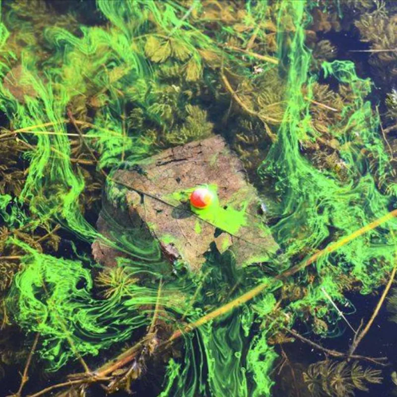 Пушещ дип CPK 3D Range Dip Honey 70ml