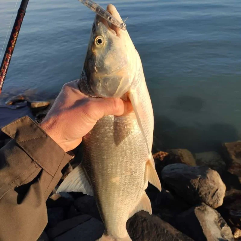 Воблер DUO Bay Ruf Manic 75 7.5cm 7.6g Sinking