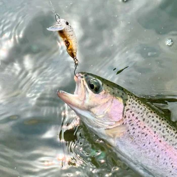 Воблер DAIWA Presso Wabcra Slim 39F SR 39mm 2.5g Floating