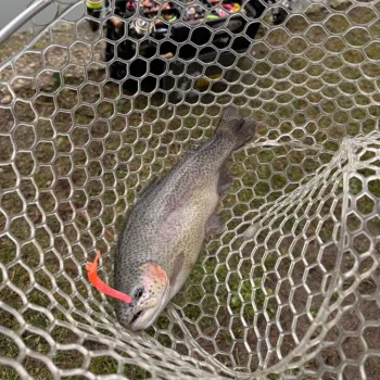 Воблер DAIWA Presso Nyoro Clazy 57SS 57mm 2.6g Slow Sinking