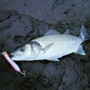 Попер DAIWA Salty Pop 95F 95mm 16.5g Floating