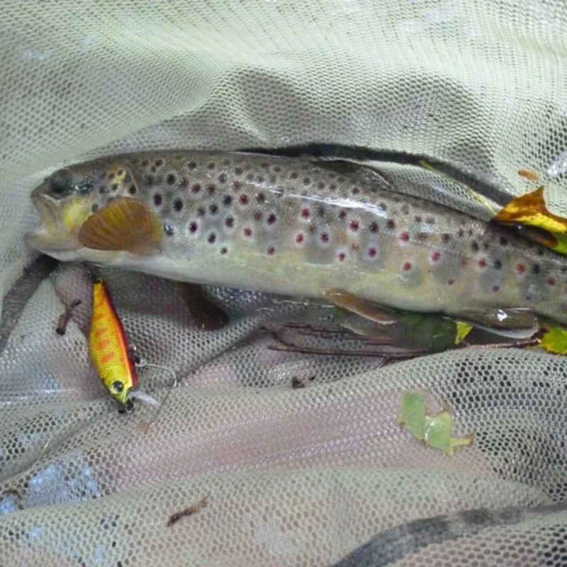 Воблер DAIWA Silver Creek Minnow 50S 50mm 4.5g Sinking