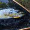 Воблер DAIWA Silver Creek Minnow 50S 50mm 4.5g Sinking