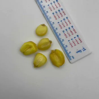 Царевица DYNAMITE BAITS CarpTec Particles Mega Corn 2L