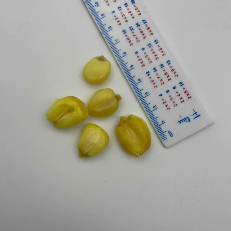 Царевица DYNAMITE BAITS CarpTec Particles Mega Corn 1L